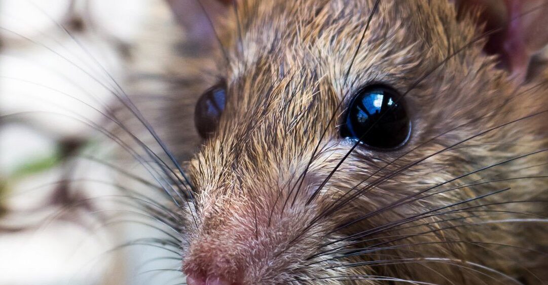 Close up stock image of a rat's face - a typical warehouse pest